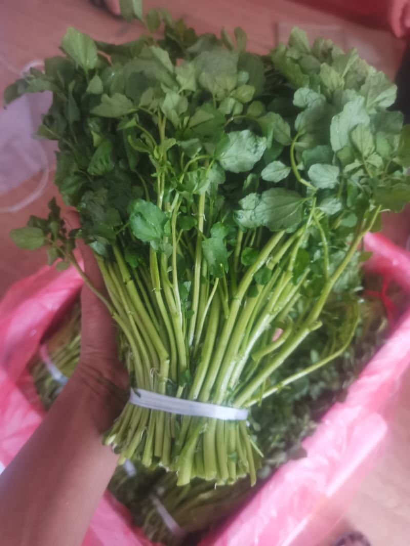 西洋菜豆瓣菜基地直发提供各种包装支持电商各大平台代发