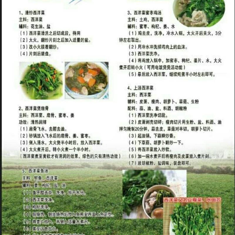 西洋菜豆瓣菜基地直发提供各种包装支持电商各大平台代发