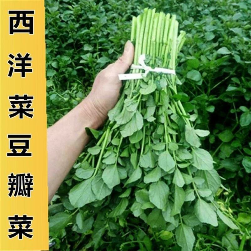 西洋菜豆瓣菜基地直发提供各种包装支持电商各大平台代发