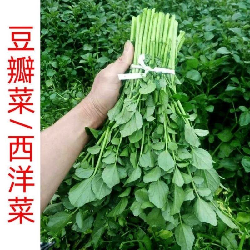 西洋菜豆瓣菜基地直发提供各种包装支持电商各大平台代发