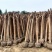 大量出售3-16公分占地紫薇，基地直发，一棵也是批发价格