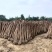 大量出售3-16公分占地紫薇，基地直发，一棵也是批发价格