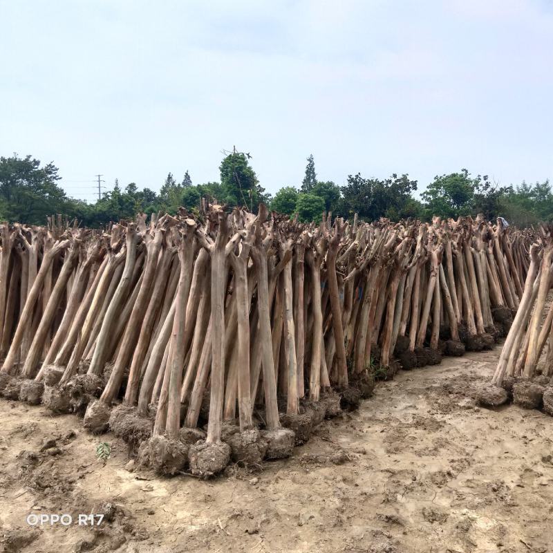 大量出售3-16公分占地紫薇，基地直发，一棵也是批发价格