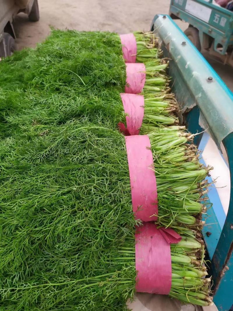 本地茴香大量上市