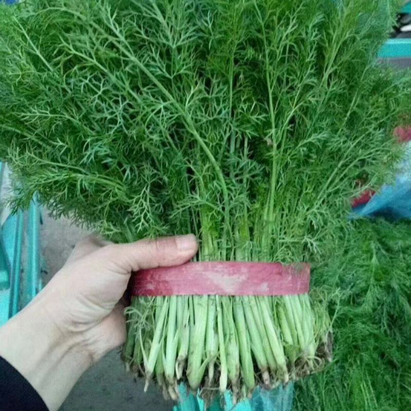 本地茴香大量上市