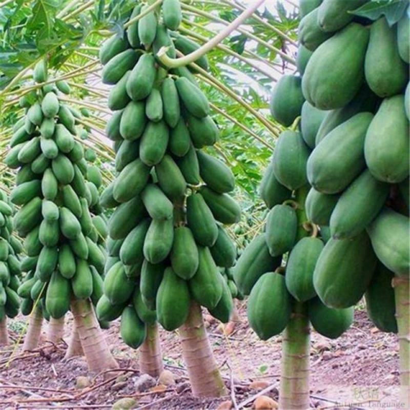 水果木瓜苗树矮化红心香甜四季特大南方北方种植当年结果