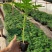 水果木瓜苗树矮化红心香甜四季特大南方北方种植当年结果