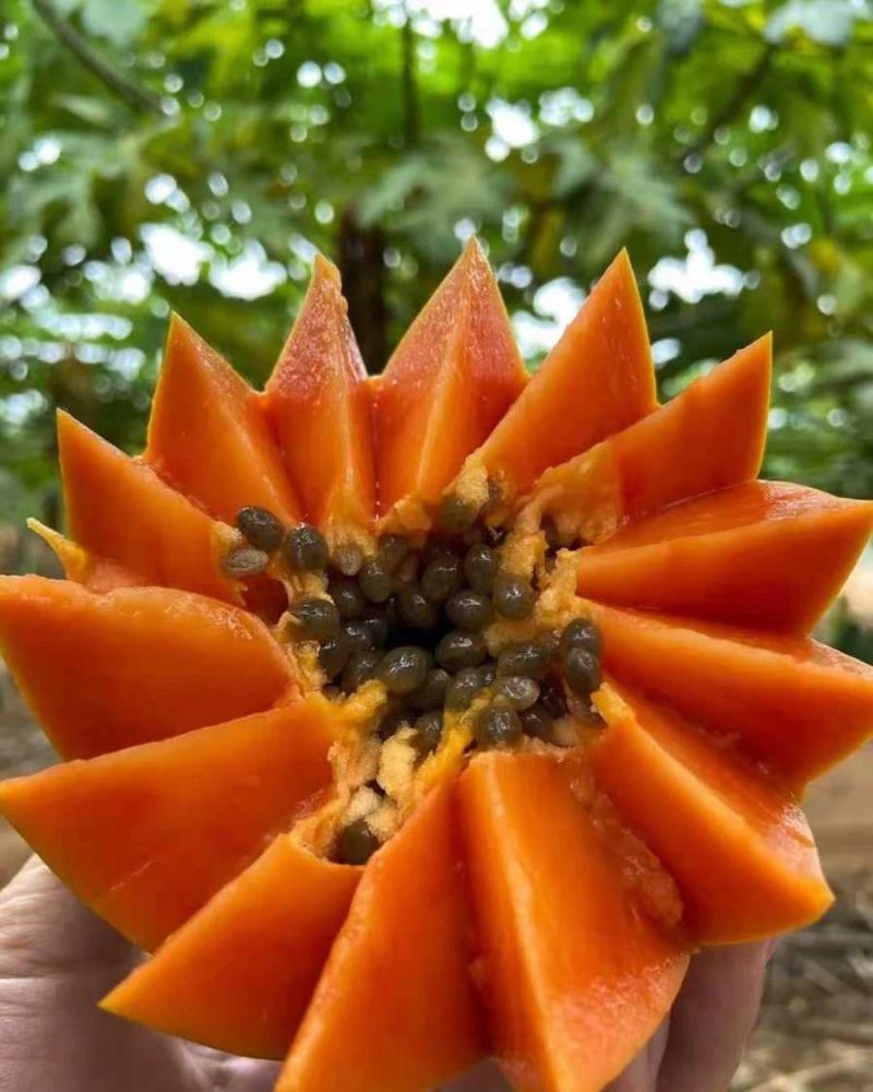 水果木瓜苗树矮化红心香甜四季特大南方北方种植当年结果