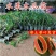 水果木瓜苗树矮化红心香甜四季特大南方北方种植当年结果