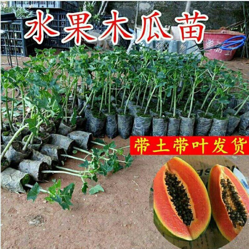 水果木瓜苗树矮化红心香甜四季特大南方北方种植当年结果