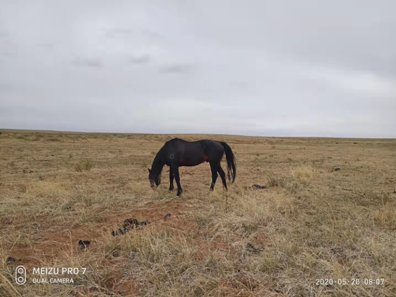 75血英纯血种马