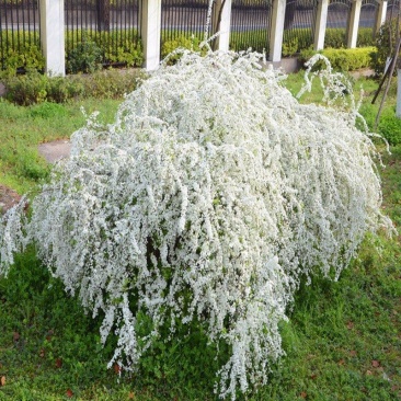 雪柳花苗喷雪花盆栽庭院花卉绿植珍珠绣线菊珍珠梅