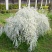 雪柳花苗喷雪花盆栽庭院花卉绿植珍珠绣线菊珍珠梅