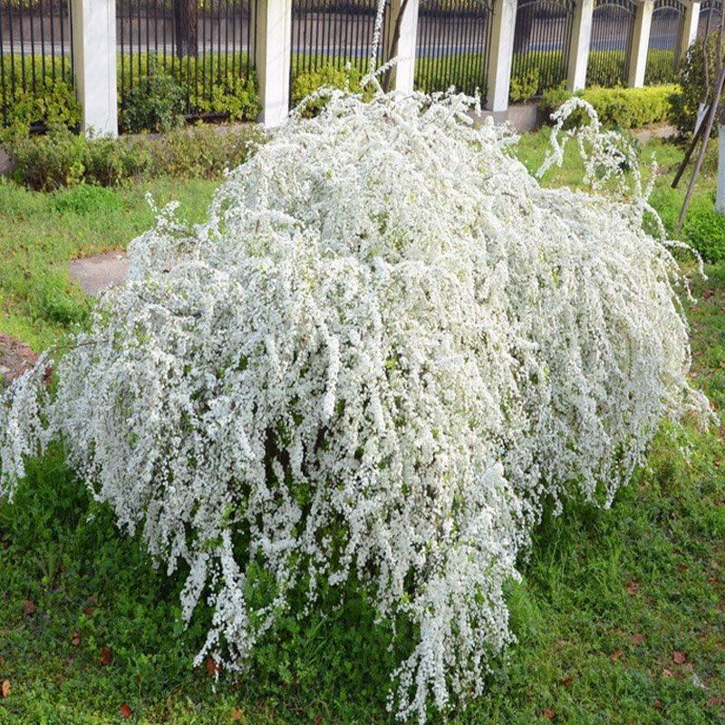 雪柳花苗喷雪花盆栽庭院花卉绿植珍珠绣线菊珍珠梅