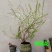 雪柳花苗喷雪花盆栽庭院花卉绿植珍珠绣线菊珍珠梅