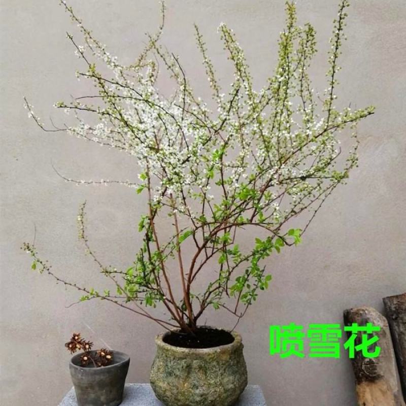 雪柳花苗喷雪花盆栽庭院花卉绿植珍珠绣线菊珍珠梅