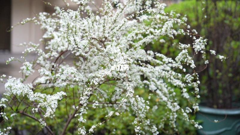 雪柳花苗喷雪花盆栽庭院花卉绿植珍珠绣线菊珍珠梅