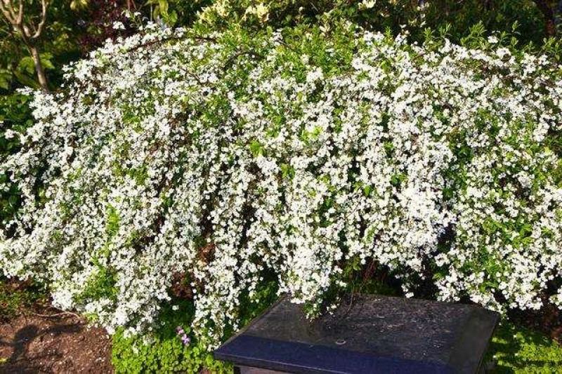 雪柳花苗喷雪花盆栽庭院花卉绿植珍珠绣线菊珍珠梅