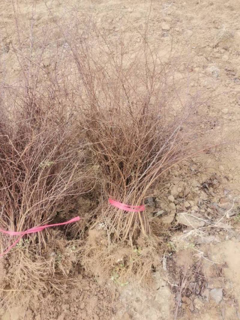 雪柳花苗喷雪花盆栽庭院花卉绿植珍珠绣线菊珍珠梅