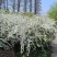 雪柳花苗喷雪花盆栽庭院花卉绿植珍珠绣线菊珍珠梅