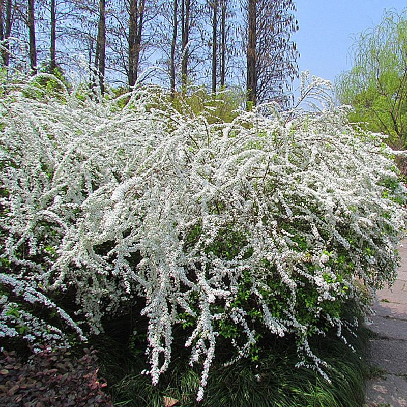 雪柳花苗喷雪花盆栽庭院花卉绿植珍珠绣线菊珍珠梅