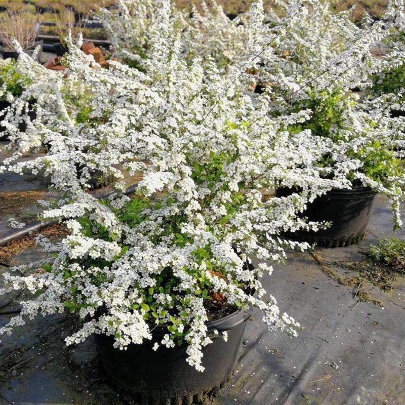 雪柳花苗喷雪花盆栽庭院花卉绿植珍珠绣线菊珍珠梅