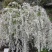 雪柳花苗喷雪花盆栽庭院花卉绿植珍珠绣线菊珍珠梅