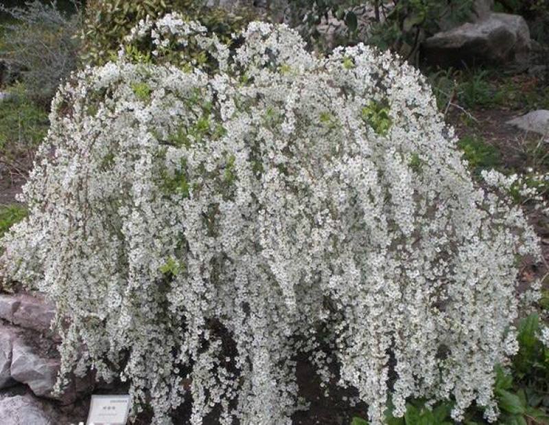 雪柳花苗喷雪花盆栽庭院花卉绿植珍珠绣线菊珍珠梅