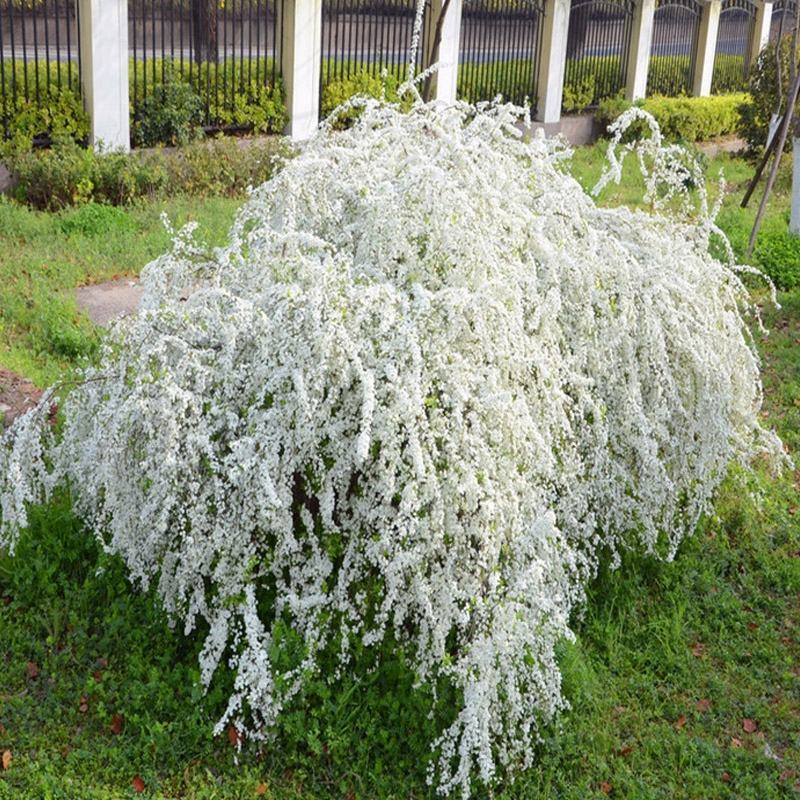 雪柳花苗喷雪花盆栽庭院花卉绿植珍珠绣线菊珍珠梅