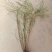 雪柳花苗喷雪花盆栽庭院花卉绿植珍珠绣线菊珍珠梅