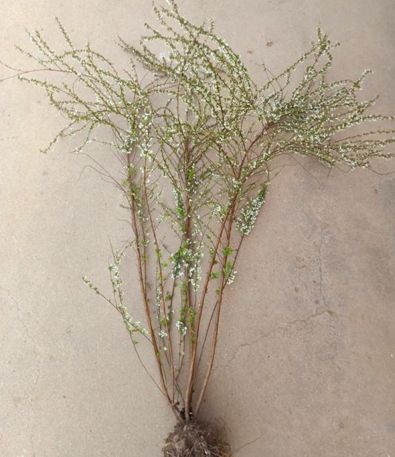 雪柳花苗喷雪花盆栽庭院花卉绿植珍珠绣线菊珍珠梅