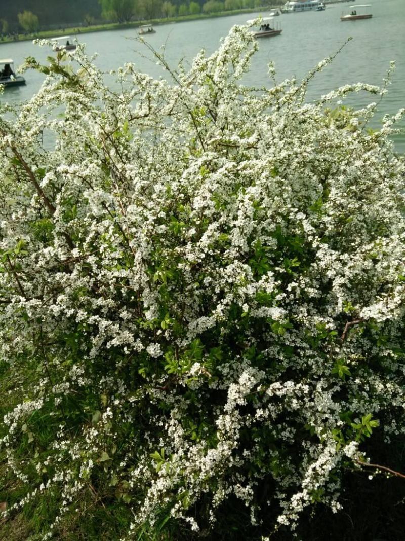 雪柳花苗喷雪花盆栽庭院花卉绿植珍珠绣线菊珍珠梅
