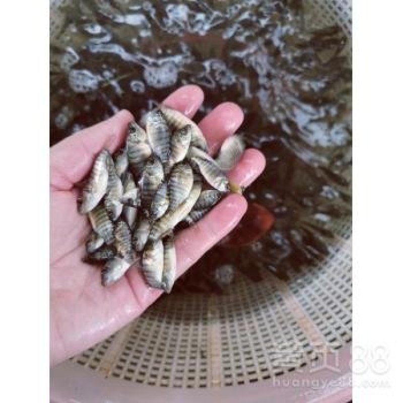 快大罗非鱼苗广东罗非鱼苗各种规格罗非水花罗非鱼苗