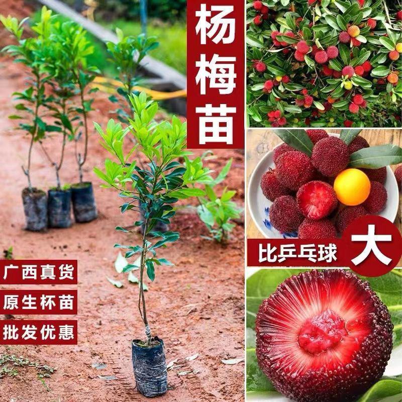 正宗嫁接东魁杨梅树苗嫁接六月杨梅苗南方北方种植盆栽果树苗