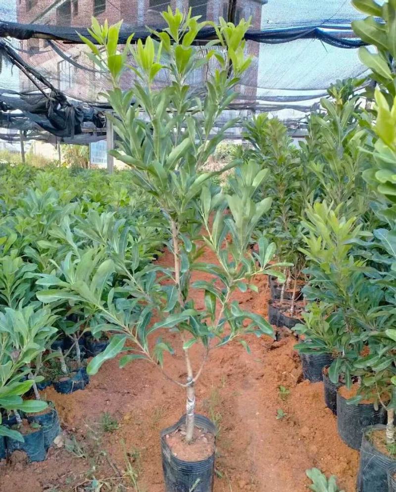 正宗嫁接东魁杨梅树苗嫁接六月杨梅苗南方北方种植盆栽果树苗