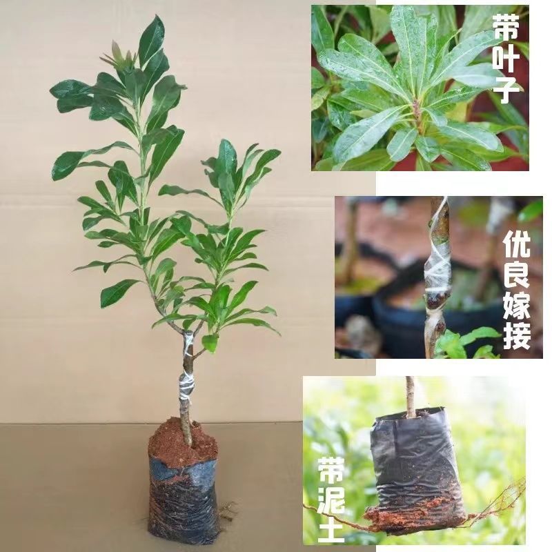 正宗嫁接东魁杨梅树苗嫁接六月杨梅苗南方北方种植盆栽果树苗