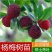 正宗嫁接东魁杨梅树苗嫁接六月杨梅苗南方北方种植盆栽果树苗