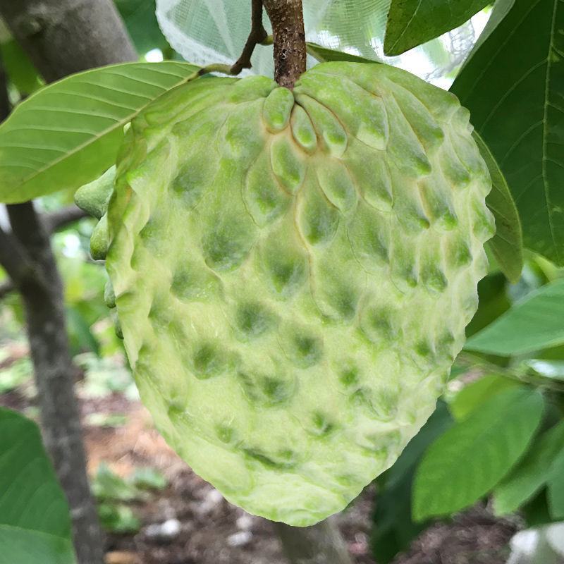凤梨牛奶释迦果当季水果佛头果批发一件代发对接商超电商微商