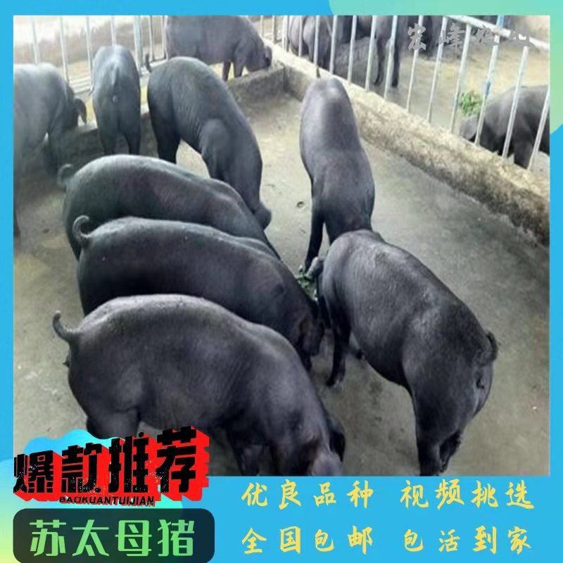 纯种公猪杜洛克大白长白种猪活体原种太湖苏太二元母猪苗品种