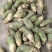新疆绿源农民种植精品青萝卜，恰玛古，一手货源，量大质优