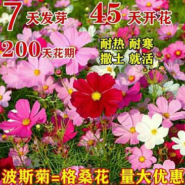 波斯菊种子格桑花热门花海新种子发芽率高10斤/亩