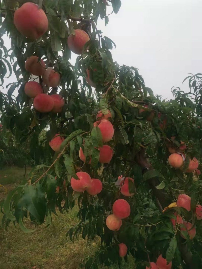 秋蜂蜜桃树苗70~80cm