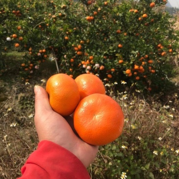 广西默科特,大量上市,价格便宜,招全国各地档口果商老板