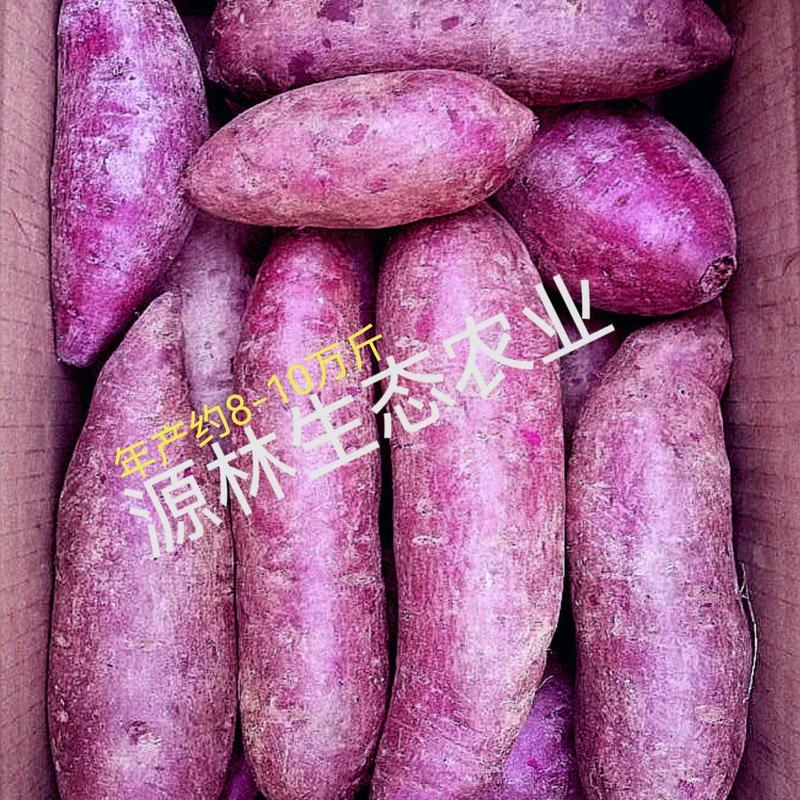 紫薯：年产约10万斤！