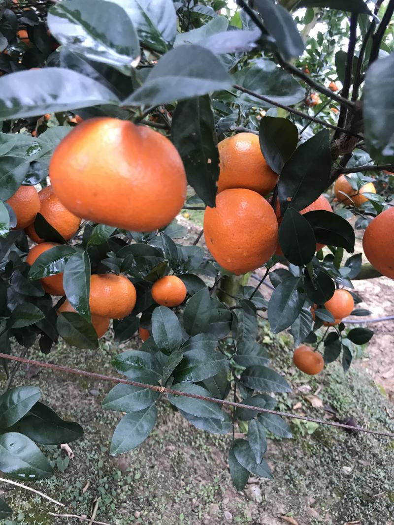广西默科特，大量上市，价格便宜，招全国各地档口果商老板