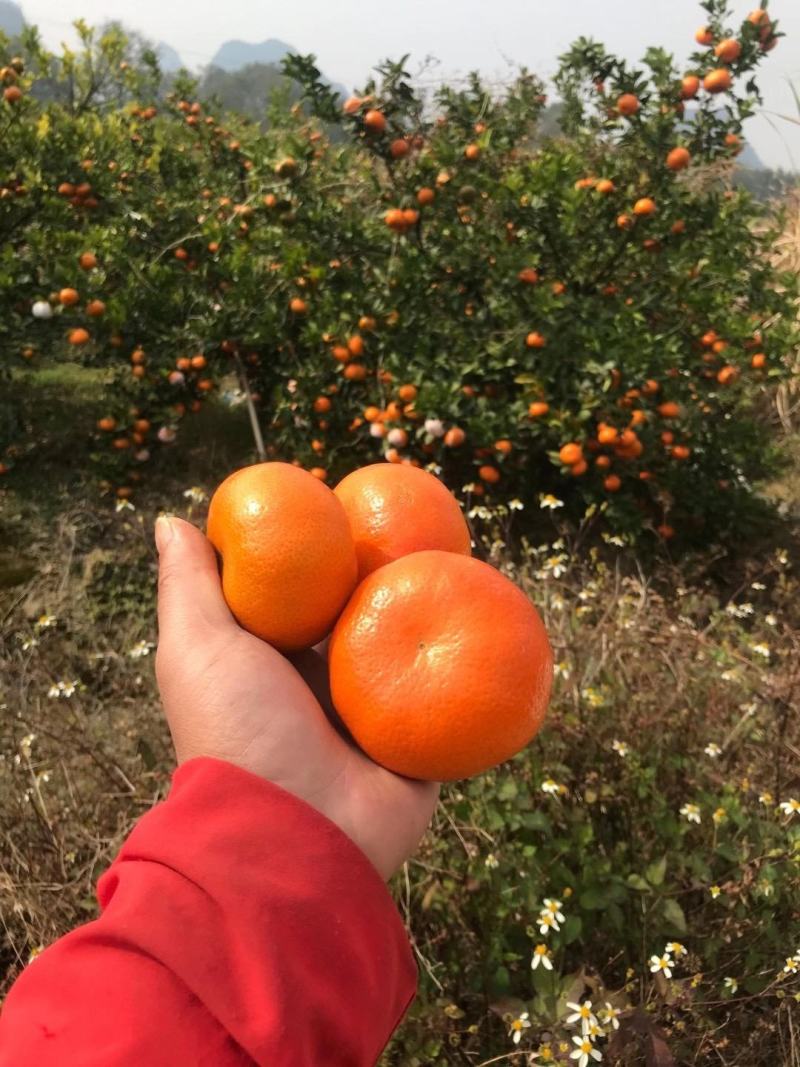 广西默科特，大量上市，价格便宜，招全国各地档口果商老板
