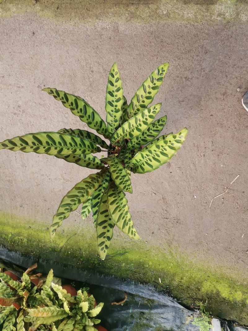 竹芋优质竹芋自家基地产地直发大量上市支持实地看
