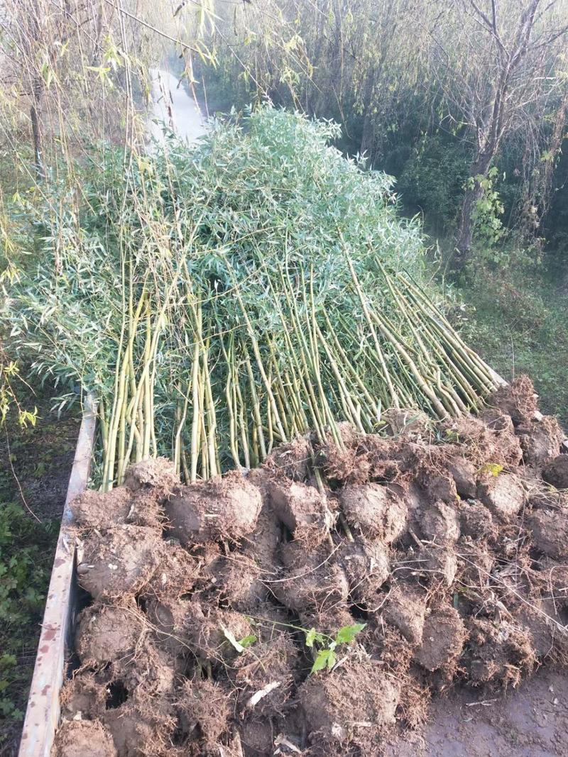 竹子1-5公分规格齐全基地直供全部现挖现发全年可种