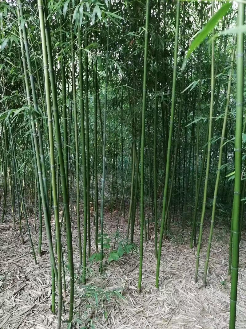 竹子1-5公分规格齐全基地直供全部现挖现发全年可种