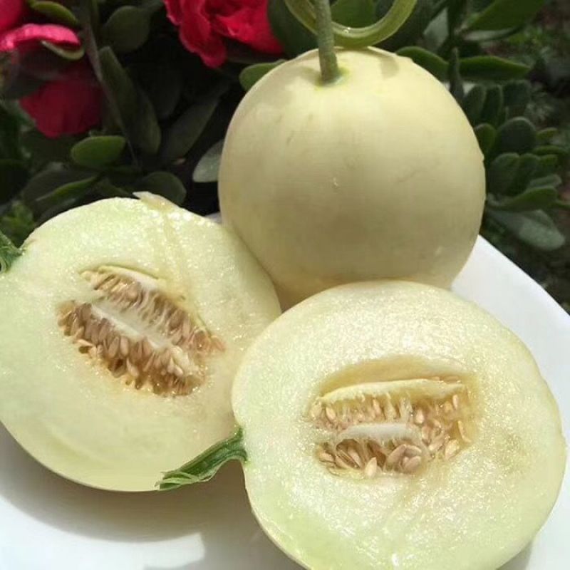 云南白皮甜瓜香瓜蜜瓜当季水果头茬现摘现发批发一件代发